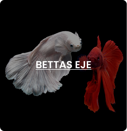 Bettas Eje